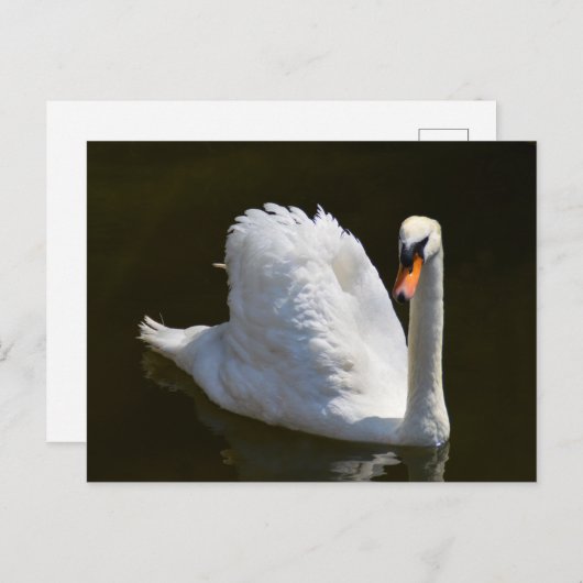 Weißschwan Postkarte (Vorne/Hinten)