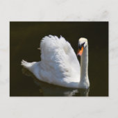 Weißschwan Postkarte (Vorderseite)