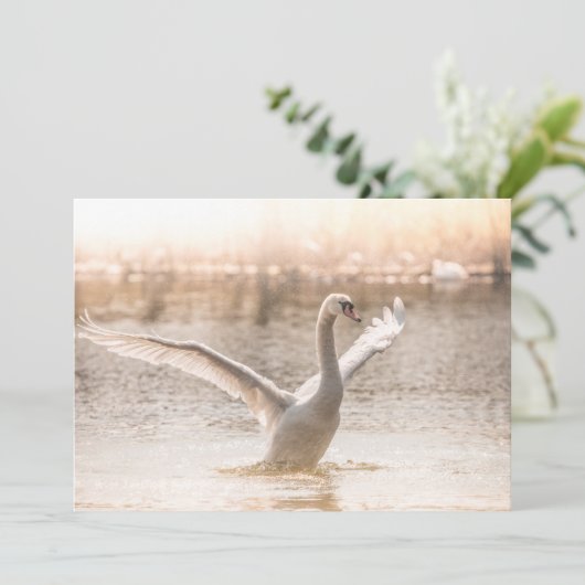 Weißschwan während Sonnenaufgangskarte (Stehend Vorderseite)