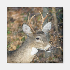 Weißschwanz-Hirsch-Buck-Magnet Magnet