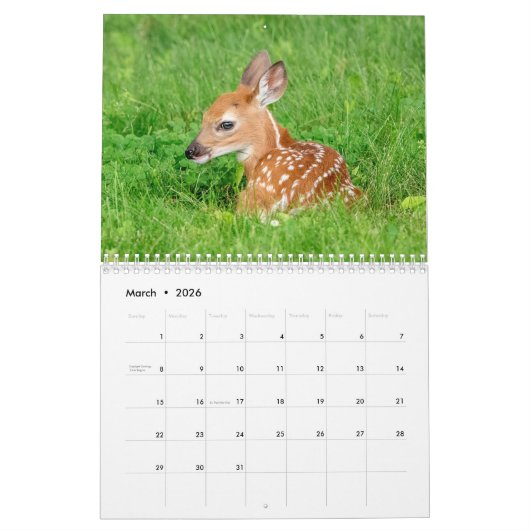 Weißschwanz-Hirsche 2021 Kalender (Mär 2026)