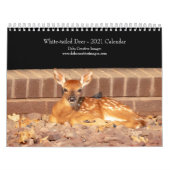 Weißschwanz-Hirsche 2021 Kalender (Titelbild)