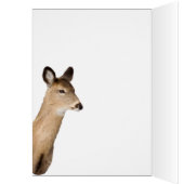 Weißschwanz-Hirsche, die dich ansieht (Nah oben) (Innen (Links))