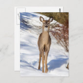 Weißschwanz-Hirsche, die dich ansieht (Nah oben) Postkarte (Vorne/Hinten)