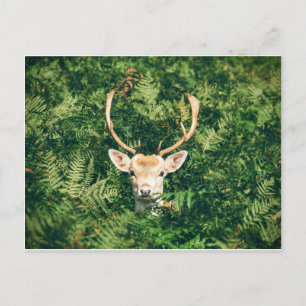 Weißschwanz-Hirsche pinkeln aus dem Busch Postkarte