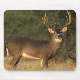 Weißschwanz-Hirschpolster Mousepad