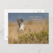 Weißschwanz Postkarte (Vorne/Hinten)