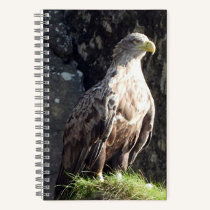 Weißschwanzadler Küstenfelsen Wildnis Notizblock