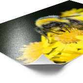 Weißschwanzbäume Fotodruck (Ecke)