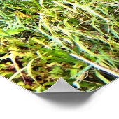 Weißschwanzbriefe Premium Gloss Poster (Ecke)