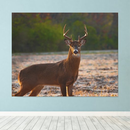 Weißschwanzbuck Leinwanddruck (Insitu (Holzboden))
