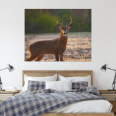 Weißschwanzbuck Leinwanddruck (Insitu (Schlafzimmer))