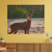 Weißschwanzbuck Leinwanddruck (Insitu (Wohnzimmer))