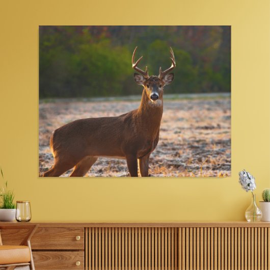 Weißschwanzbuck Leinwanddruck (Insitu (Wohnzimmer))