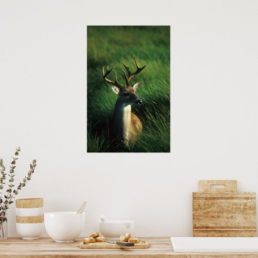 Weißschwanzbuck Poster (Küche)
