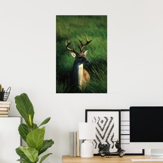 Weißschwanzbuck Poster (Heimbüro)