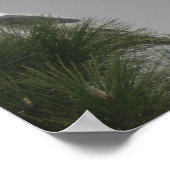 Weißschwänzchen-Kite-Poster Poster (Ecke)