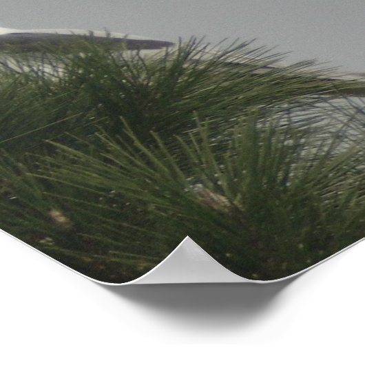 Weißschwänzchen-Kite-Poster Poster (Ecke)