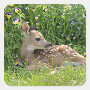 Weißschwänzer (Odocoileus virginianus) Quadratischer Aufkleber