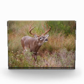 Weißschwanzherbst in Texas Fotoblock (Vorderseite)