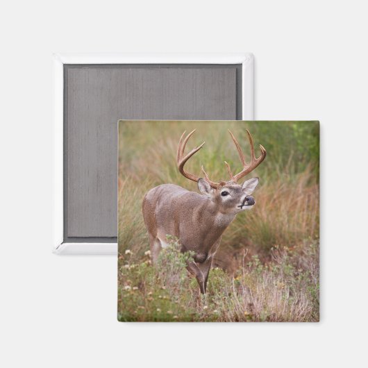 Weißschwanzherbst in Texas Magnet (Vorderseite/Rückseite)