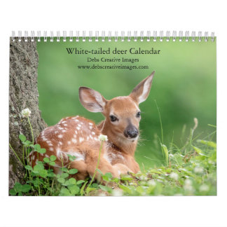 Weißschwanzhirsche 2026 kalender