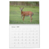 Weißschwanzhirsche 2026 kalender (Jan 2027)