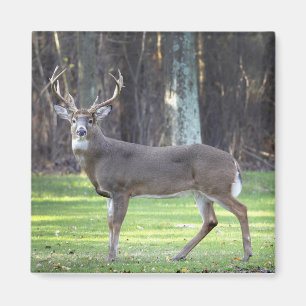 Weißschwanzhirsche 2" Magnet