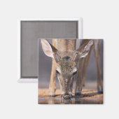 Weißschwanzhirsche am Waterhole Magnet (Vorderseite/Rückseite)