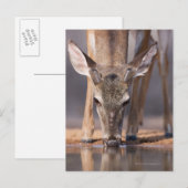 Weißschwanzhirsche am Waterhole Postkarte (Vorne/Hinten)
