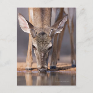 Weißschwanzhirsche am Waterhole Postkarte