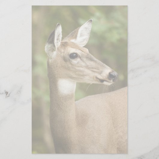 Weißschwanzhirsche Briefpapier (Vorderseite)