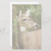 Weißschwanzhirsche Briefpapier (Vorne/Hinten)