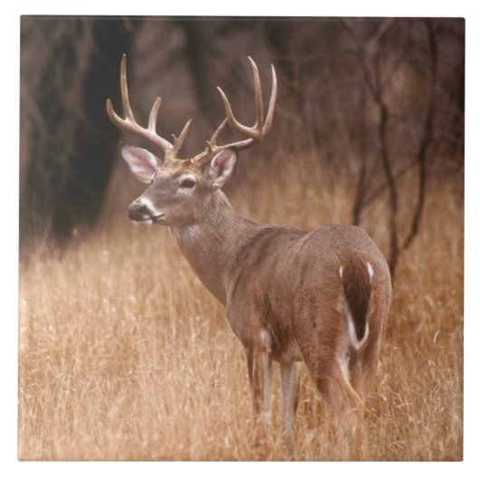 Weißschwanzhirsche | Choke Canyon Staat Park, TX Fliese (Vorderseite)