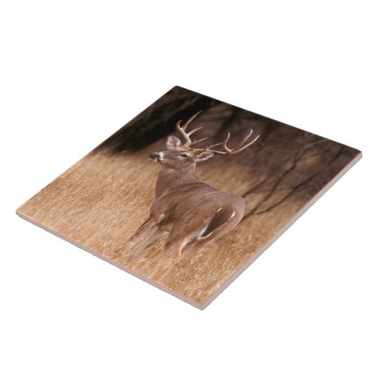 Weißschwanzhirsche | Choke Canyon Staat Park, TX Fliese (Seite)