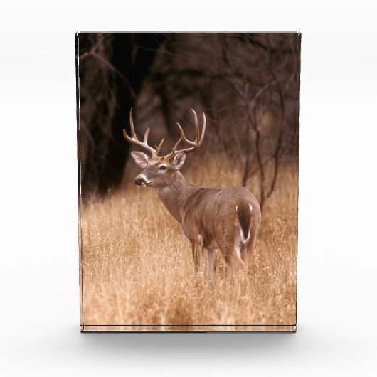 Weißschwanzhirsche | Choke Canyon Staat Park, TX Fotoblock (Vorderseite)