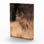 Weißschwanzhirsche | Choke Canyon Staat Park, TX Fotoblock (Rechts)