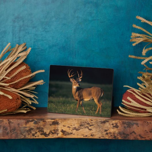 Weißschwanzhirsche | Choke Canyon Staat Park, TX Fotoplatte (Seite)