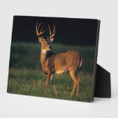 Weißschwanzhirsche | Choke Canyon Staat Park, TX Fotoplatte (Seite)