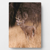 Weißschwanzhirsche | Choke Canyon Staat Park, TX Fotoplatte (Vorderseite)