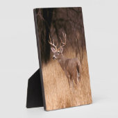 Weißschwanzhirsche | Choke Canyon Staat Park, TX Fotoplatte (Seite)