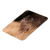 Weißschwanzhirsche | Choke Canyon Staat Park, TX Magnet (Linke Seite)