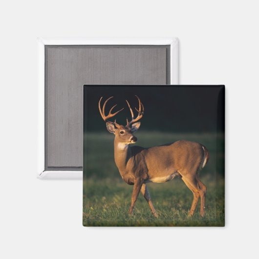 Weißschwanzhirsche | Choke Canyon Staat Park, TX Magnet (Vorderseite/Rückseite)