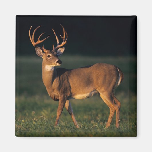 Weißschwanzhirsche | Choke Canyon Staat Park, TX Magnet (Vorne)