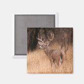 Weißschwanzhirsche | Choke Canyon Staat Park, TX Magnet (Vorderseite/Rückseite)