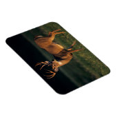 Weißschwanzhirsche | Choke Canyon Staat Park, TX Magnet (Rechte Seite)