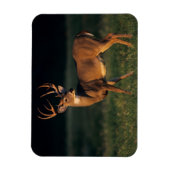 Weißschwanzhirsche | Choke Canyon Staat Park, TX Magnet (Vertikal)