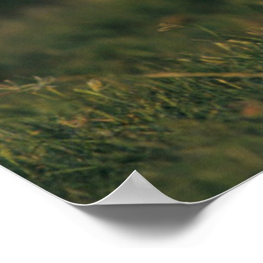 Weißschwanzhirsche | Choke Canyon Staat Park, TX Poster (Ecke)