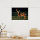 Weißschwanzhirsche | Choke Canyon Staat Park, TX Poster (Küche)
