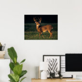 Weißschwanzhirsche | Choke Canyon Staat Park, TX Poster (Heimbüro)